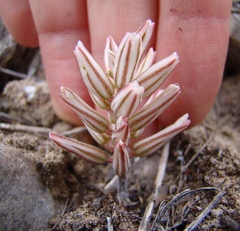 Eriospermum paradoxum