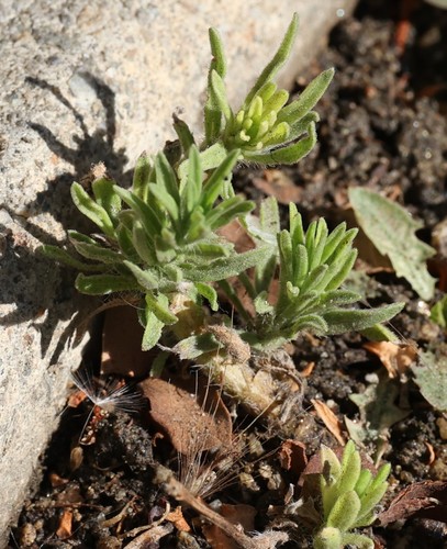 photo of Tropical Horseweed (Erigeron sumatrensis)