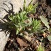 photo of Tropical Horseweed (Erigeron sumatrensis)
