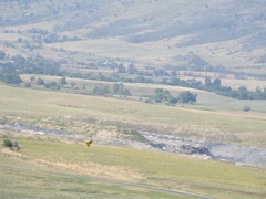 Papilio multicaudata