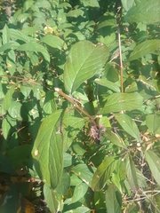 Lonicera involucrata
