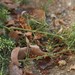 photo of Marsh Parsley (Cyclospermum leptophyllum)