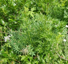Aconitum angustifolium