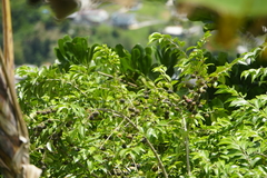 Dovyalis hebecarpa