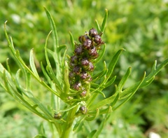 Aconitum angustifolium