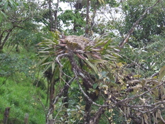 Epidendrum polystachyum