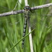 Cyrano Darner - Photo (c) Ruthanne Thomas, some rights reserved (CC BY-NC), uploaded by Ruthanne Thomas