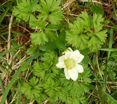 Anemonoides baldensis