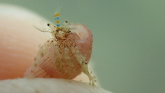 Pagurus decimbranchiae