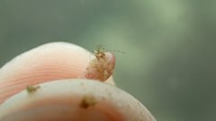 Pagurus decimbranchiae