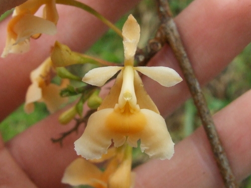 Epidendrum polystachyum Kunth
