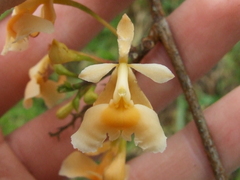 Epidendrum polystachyum