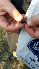 Carabus granulatus interstitialis