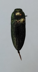 Agaeocera gentilis
