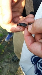 Carabus granulatus interstitialis