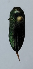 Agaeocera gentilis