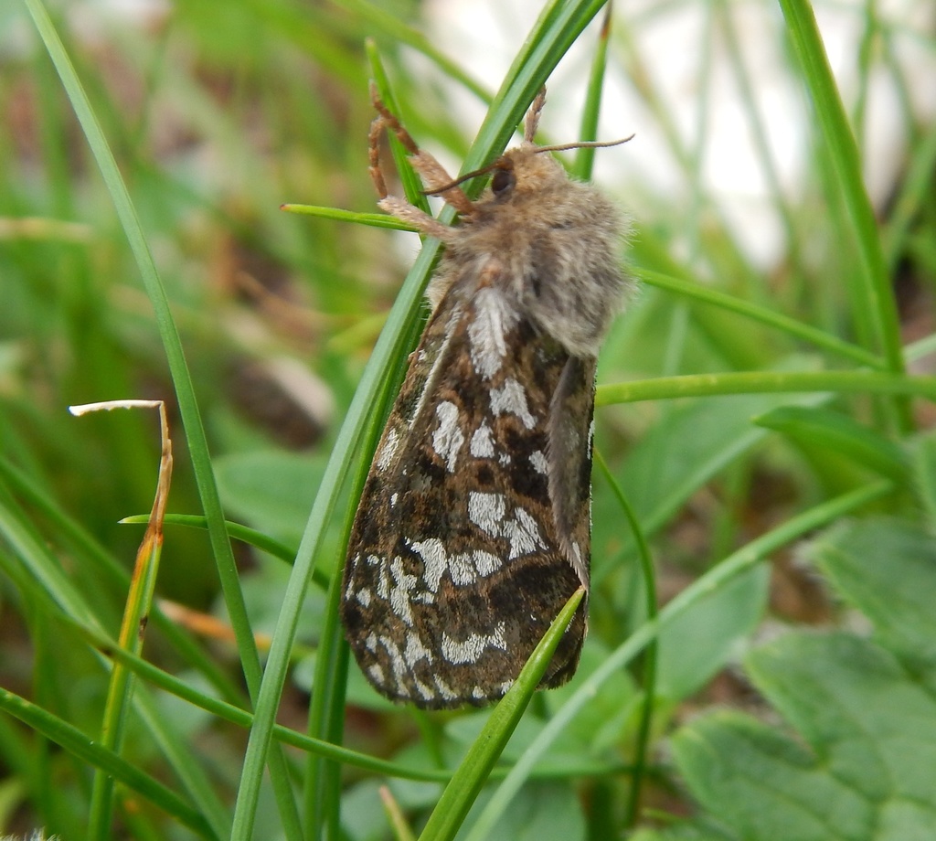 Esper's Alpine Swift Moth