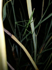 Phasmodes ranatriformis