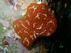 Aplidium nordmanni