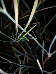 Phasmodes ranatriformis