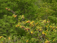 Amphipterygium simplicifolium