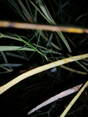 Phasmodes ranatriformis