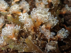 Aplidium turbinatum