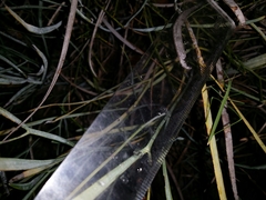 Phasmodes ranatriformis