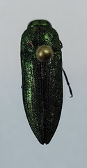Agaeocera gentilis