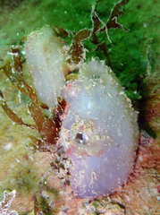 Ascidiella aspersa