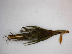 Polytrichum pallidisetum