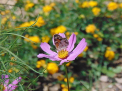 Phyciodes phaon