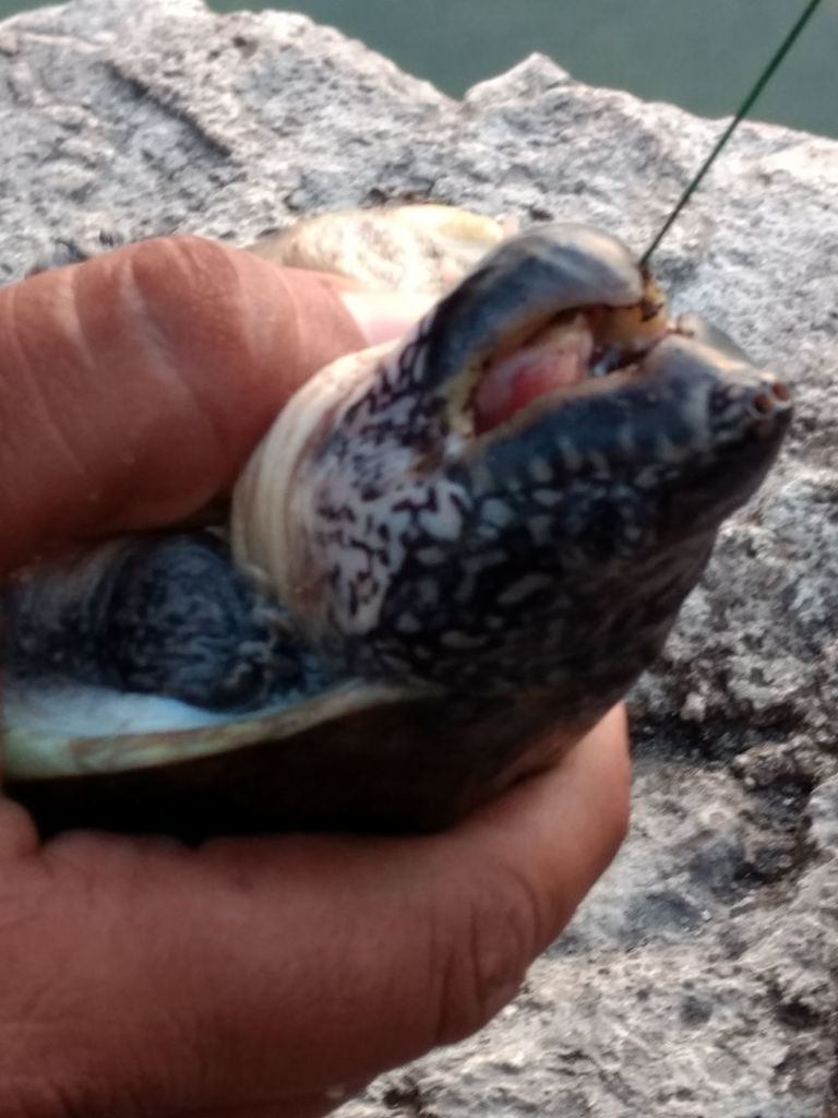 Mexican Giant Musk Turtle
