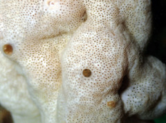 Lissoclinum perforatum