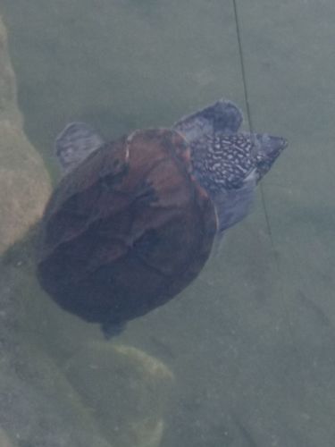 Staurotypus triporcatus