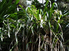 Billbergia distachia