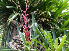 Vriesea philippocoburgi