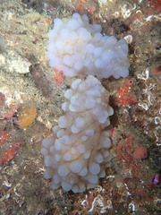 Phallusia mammillata