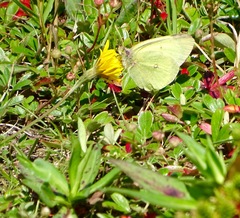 Colias pelidne
