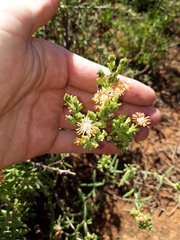 Delosperma multiflorum