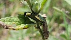 Agaeocera gentilis