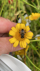 Eristalis tenax