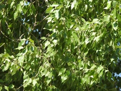 Populus × acuminata