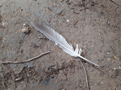 Streptopelia decaocto