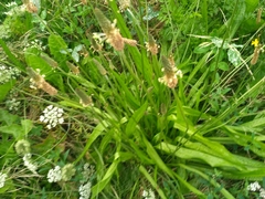 Plantago lanceolata