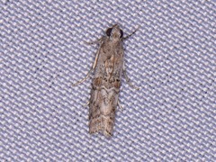 Zamagiria australella