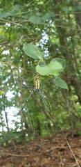 Trichonephila clavata