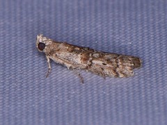 Zamagiria australella