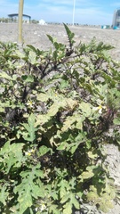 Solanum grayi