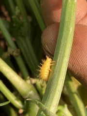 Epilachna varivestis